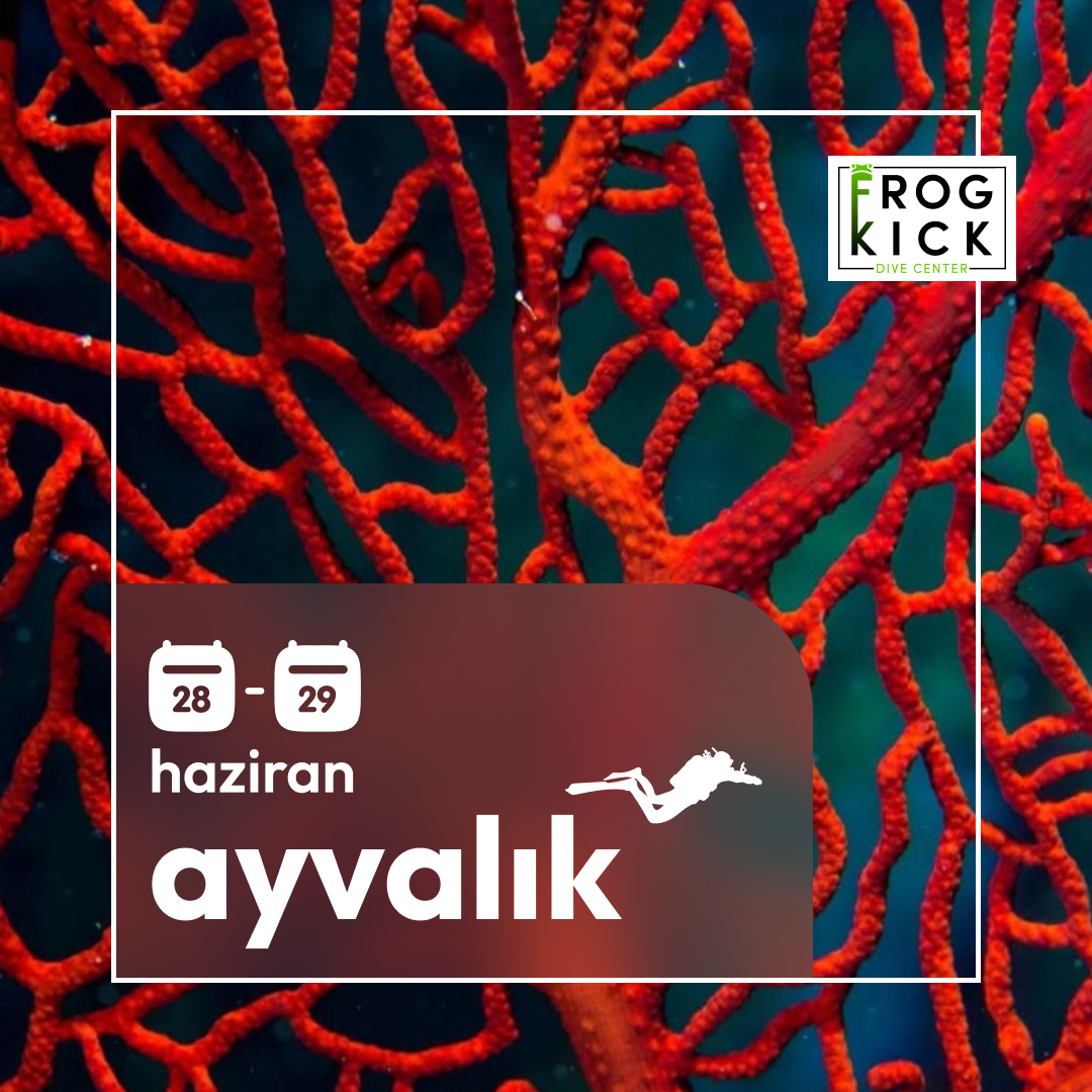 Ayvalık Dalış turu