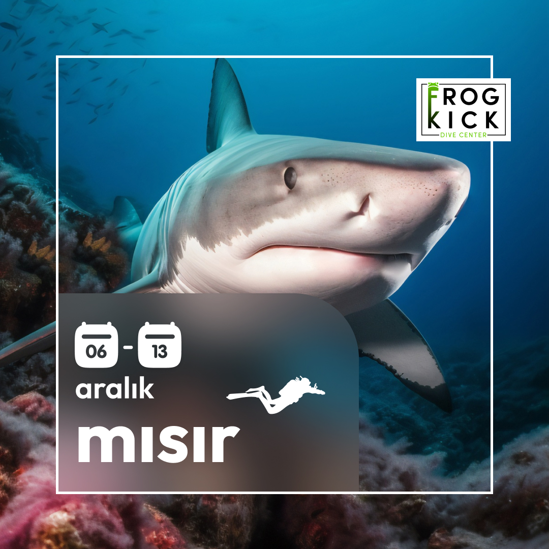 MISIR 2025